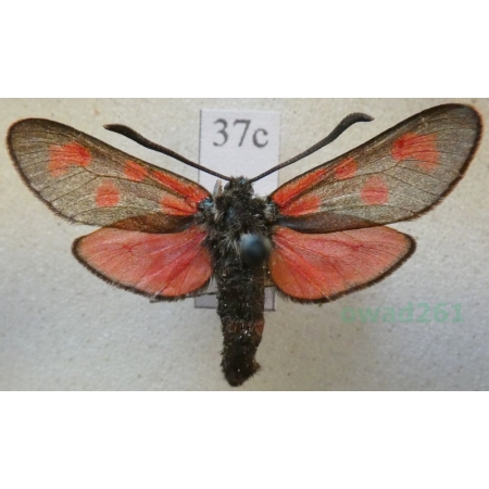 Zygaena angelicae Ochsenheimer, 1808 Kraśnik dzięgielowiec Czech37c
